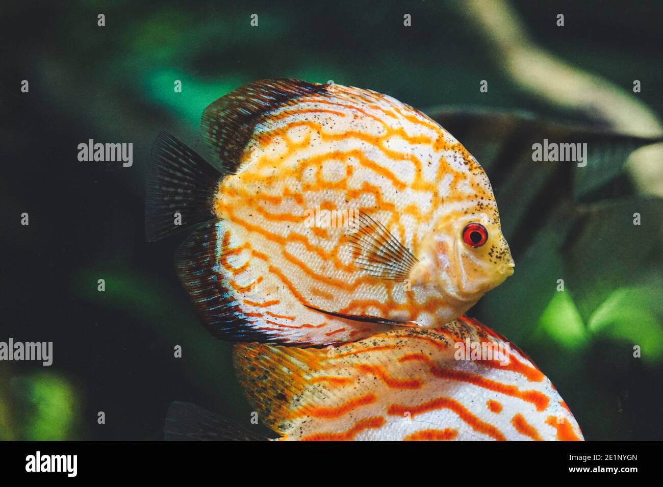 Orange and white discus fish - side view Stock Photo
