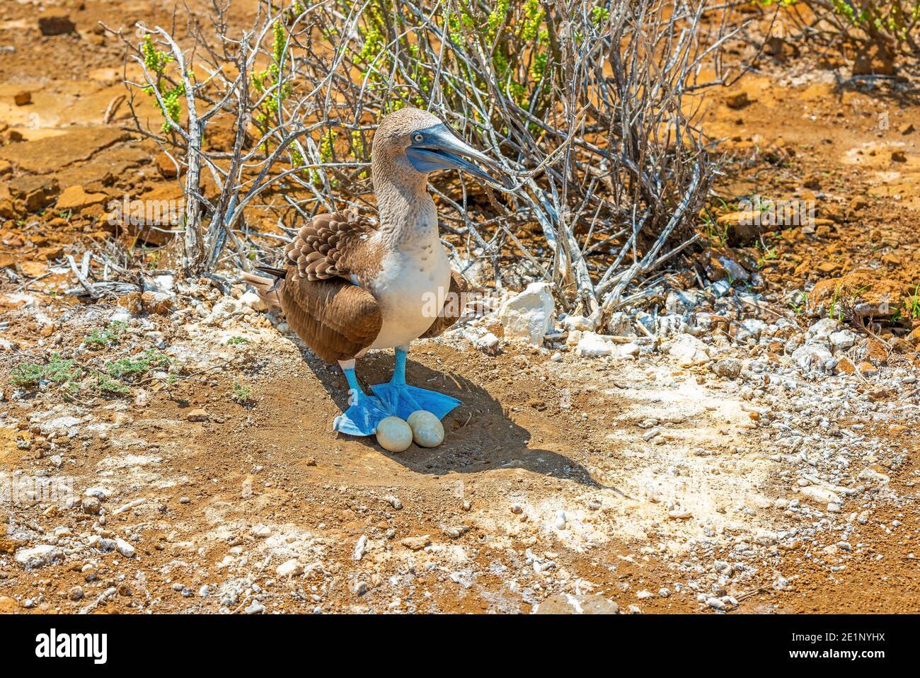 Blue Footed booby (Sula nebouxii) on nest with two eggs, Punta Pitt, San Cristobal island, Galapagos national park, Ecuador. Stock Photo