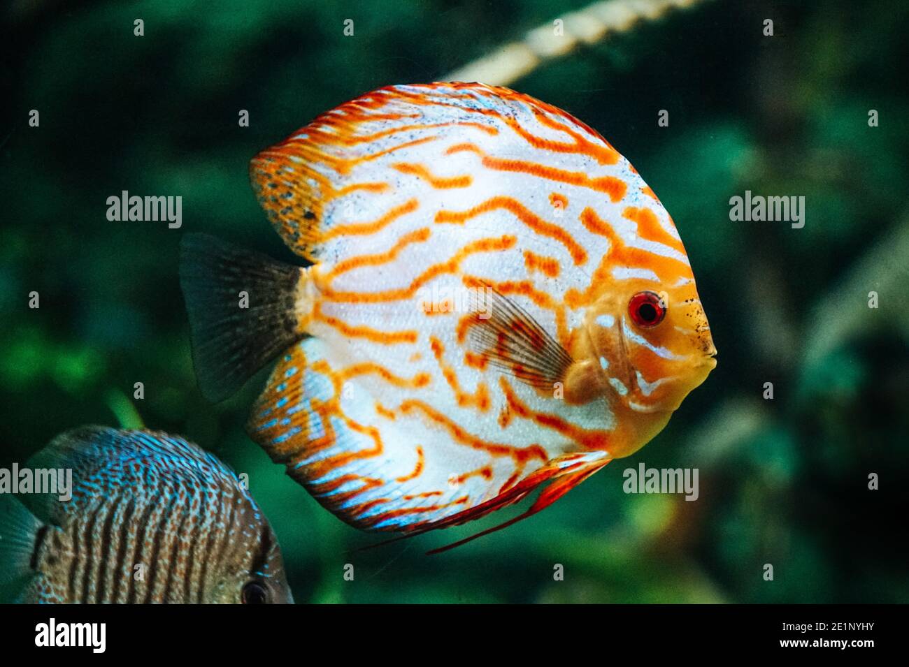 Orange and white discus fish - side view Stock Photo