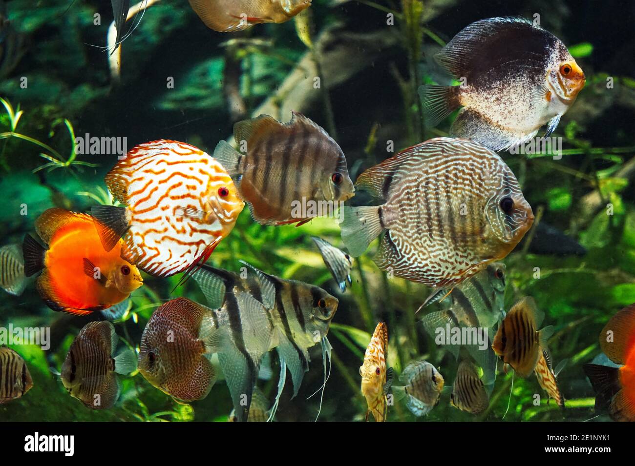 Many fish bottom hi-res stock photography and images - Alamy