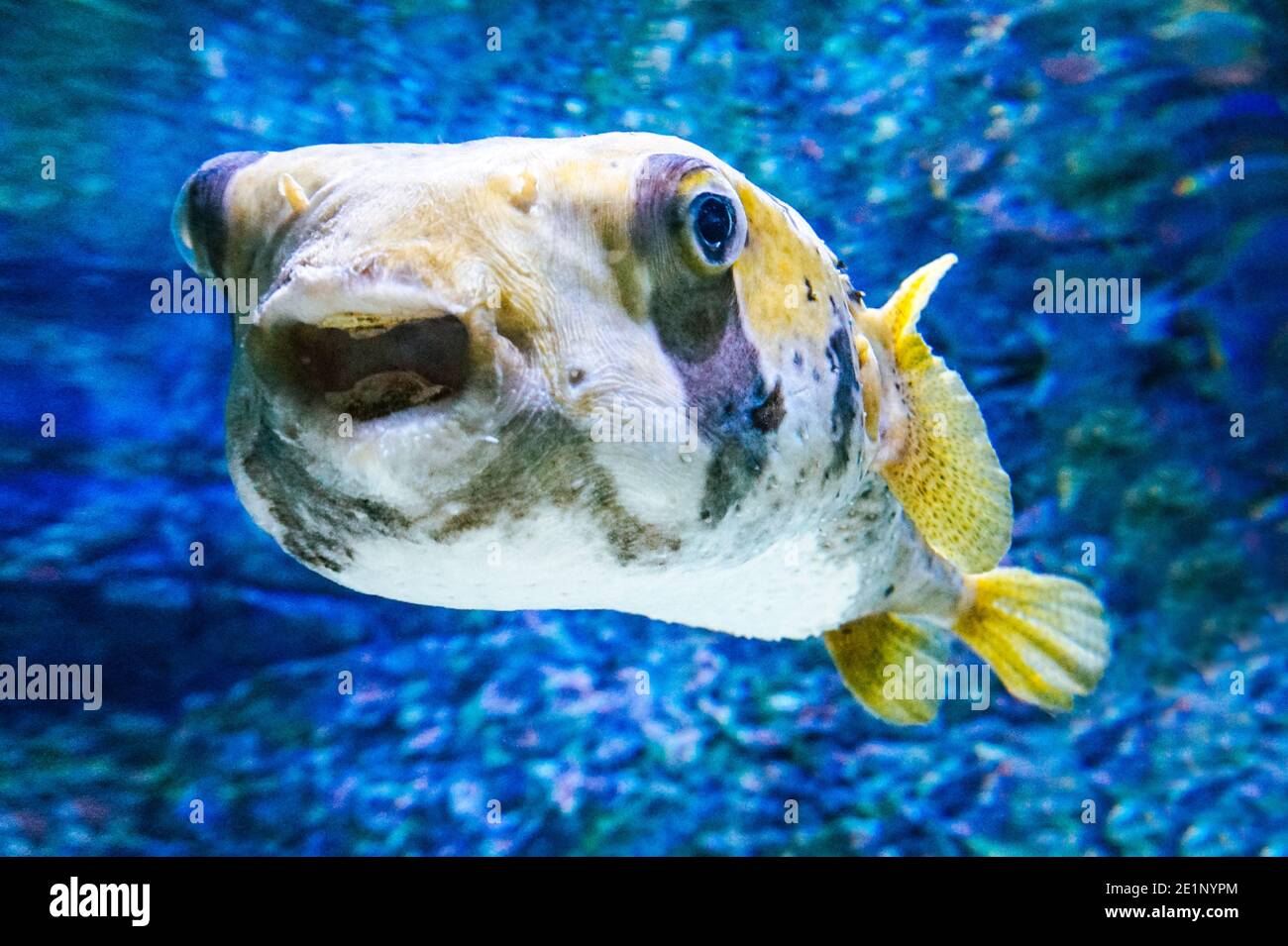 Fish With Black Stripes - Gnathanodon Speciosus Vertical Black Stripes Yellow Fish Vertical Stock Photo Picture And Royalty Free Image Image 27780424 : Check spelling or type a new query.