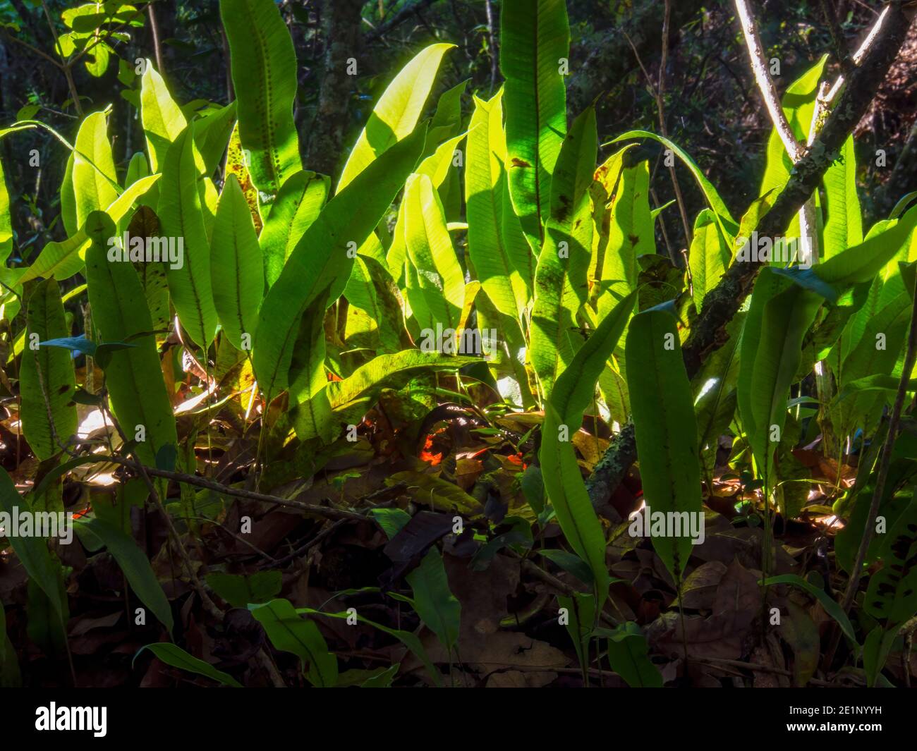 A bunch of hart's-tongue fern fronds illuminated by the sunlight in an oak forest in the central Andean mountains of Colombia, near the colonial town Stock Photo