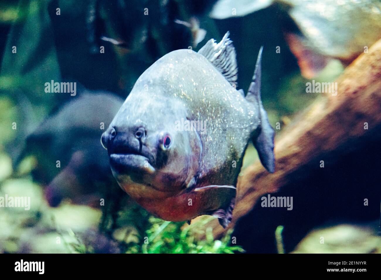 Piranha fish - front view Stock Photo - Alamy