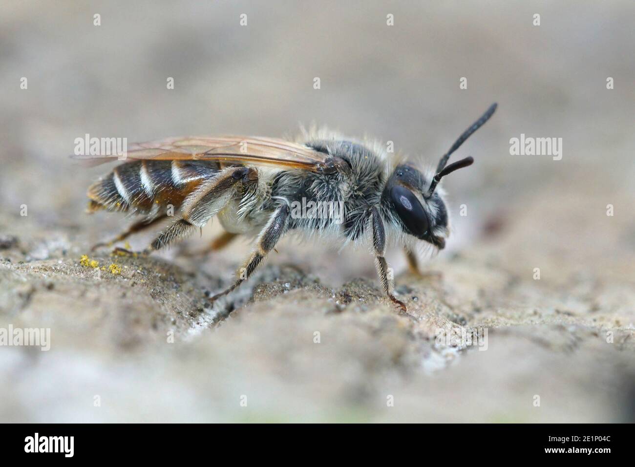 Close up of a female red-belied miner ( Andrena ventralis) with her typical red belly coloration Stock Photo