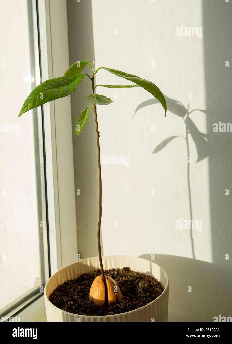 young avocado tree grown from seed in a flower pot Stock Photo - Alamy, image size:938x1390