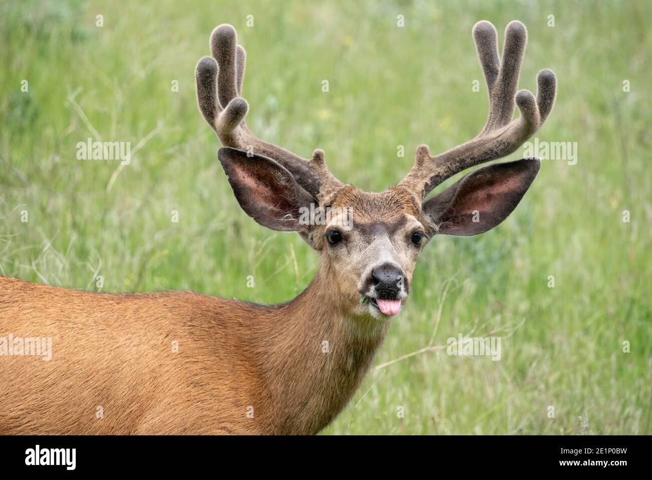Mule deer, Iwetemlaykin State Heritage Site, Oregon Stock Photo - Alamy