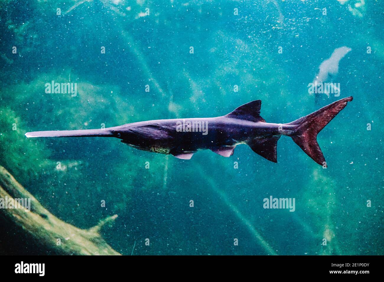 Saw fish - with long nose Stock Photo