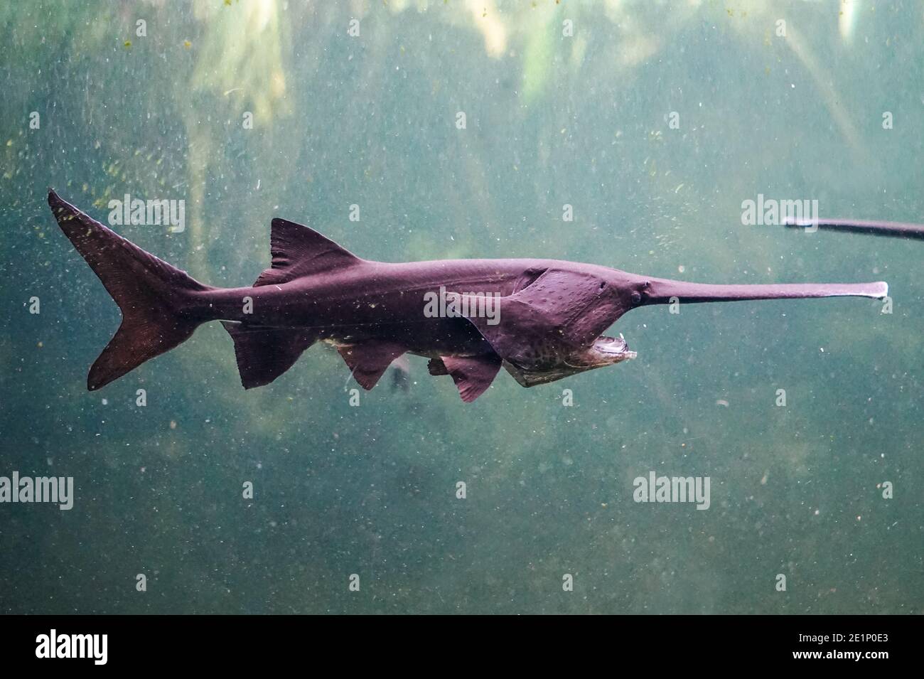 Saw fish - with long nose Stock Photo