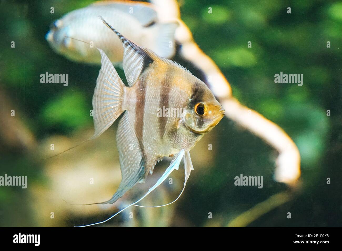 Scalar field hi-res stock photography and images - Alamy