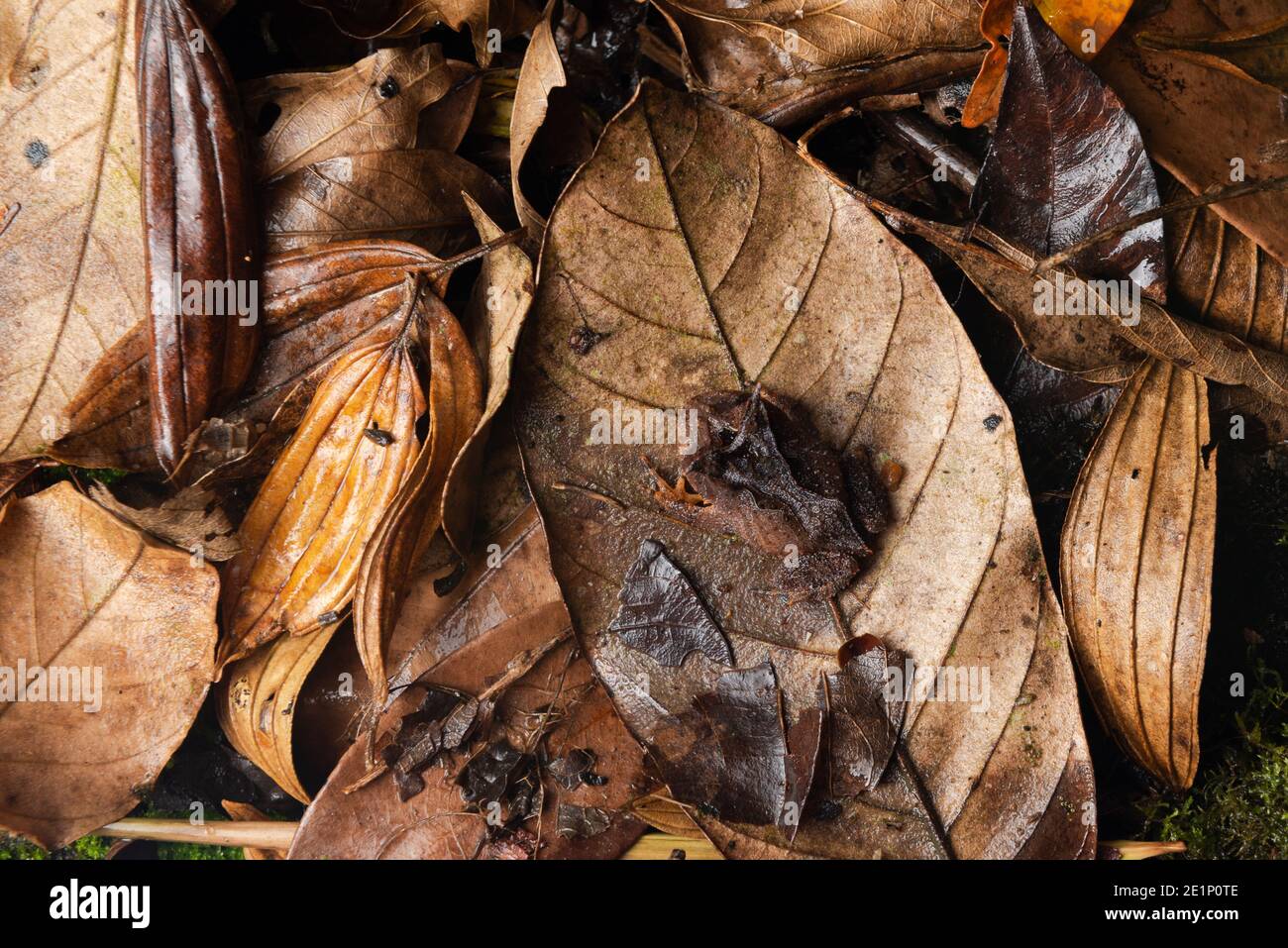 A Horned Frog (Proceratophrys boiei) camouflaged on the leat litter in the Atlantic Rainforest of SE Brazil Stock Photo