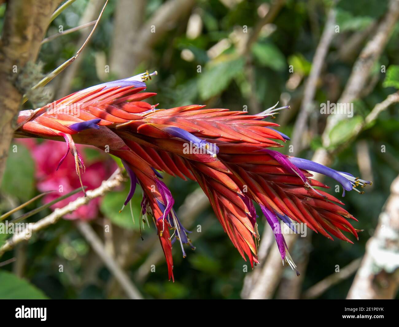 Macro photography of a red tillandsia flower, captured in a garden near the colonial town of Villa de Leyva, in the central Andean mountains of Colomb Stock Photo