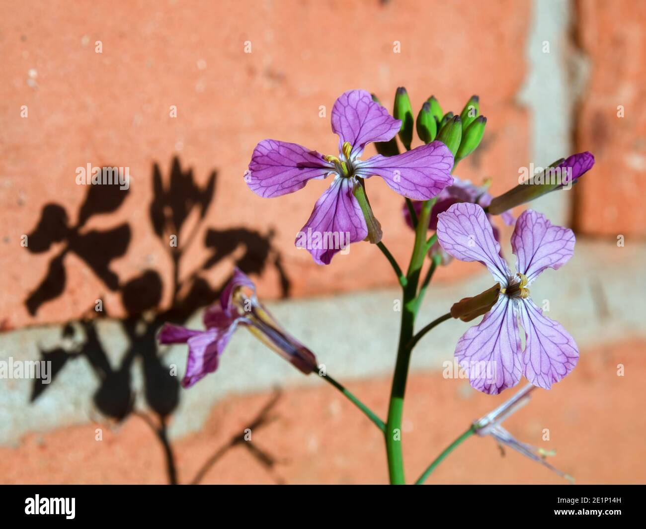 Macro photography of wild radish flowers projecting their shadow on a brick wall at sunset, in a garden near the colonial town of Villa de Leyva Stock Photo