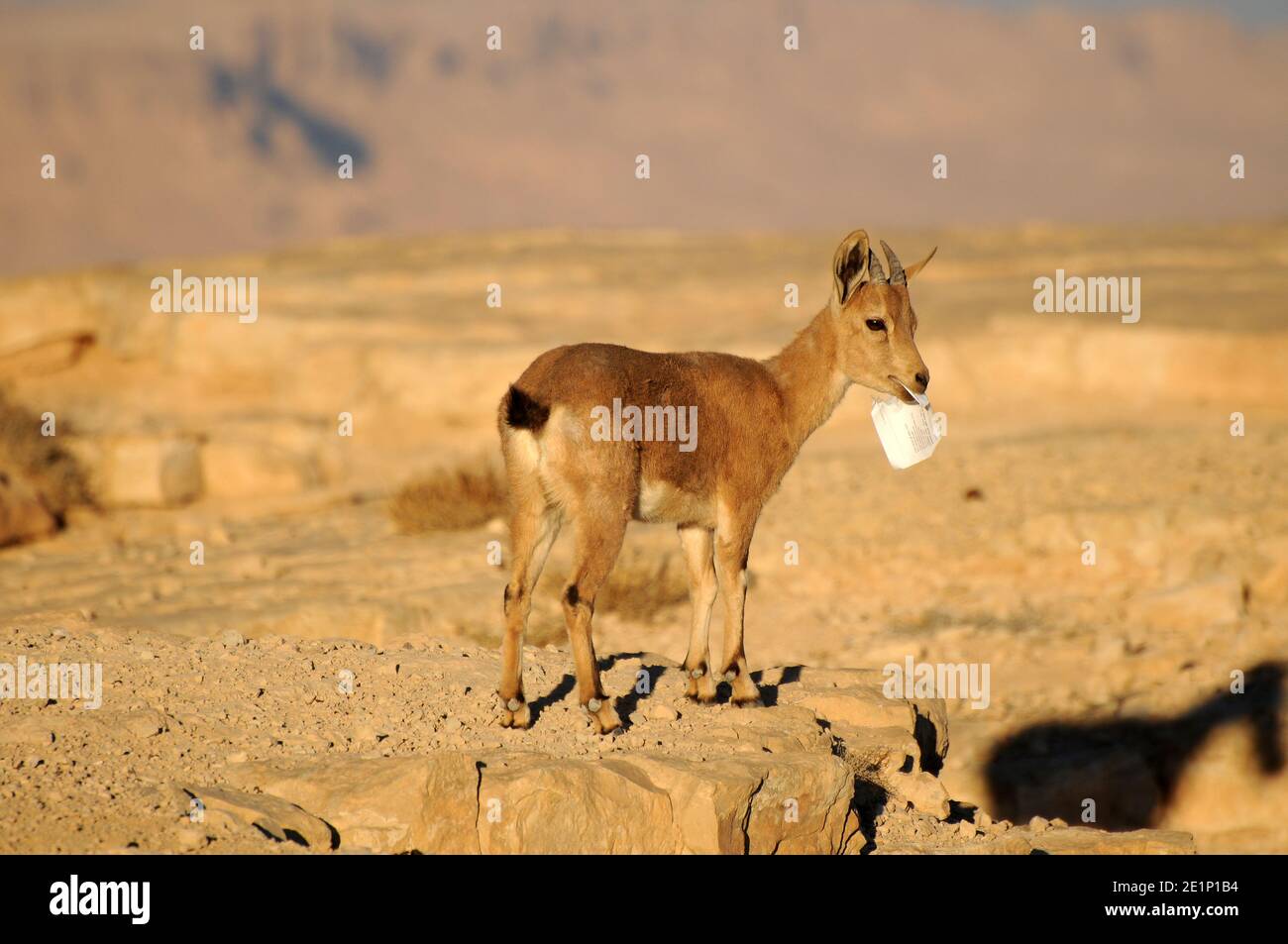 Wild Ibex taste the human world, Israel Stock Photo