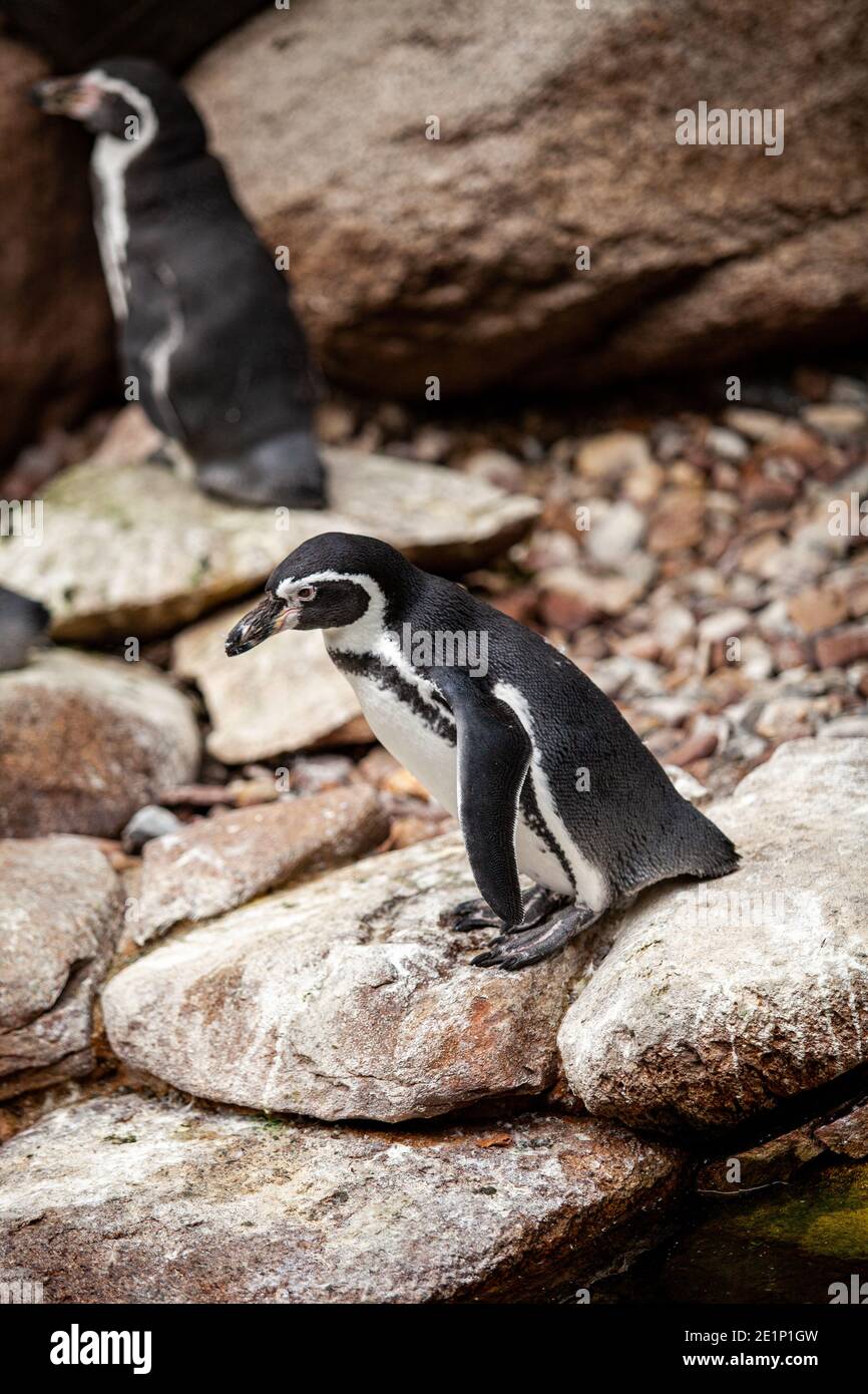 A pair of African penguins on the rocks. Stock Photo