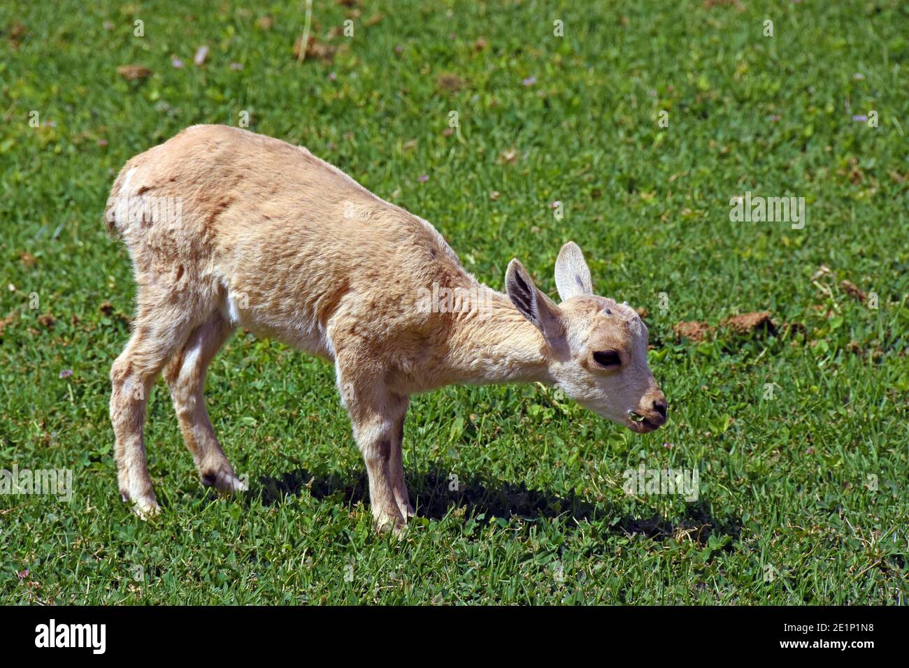 Nubian ibex baby hi-res stock photography and images - Alamy