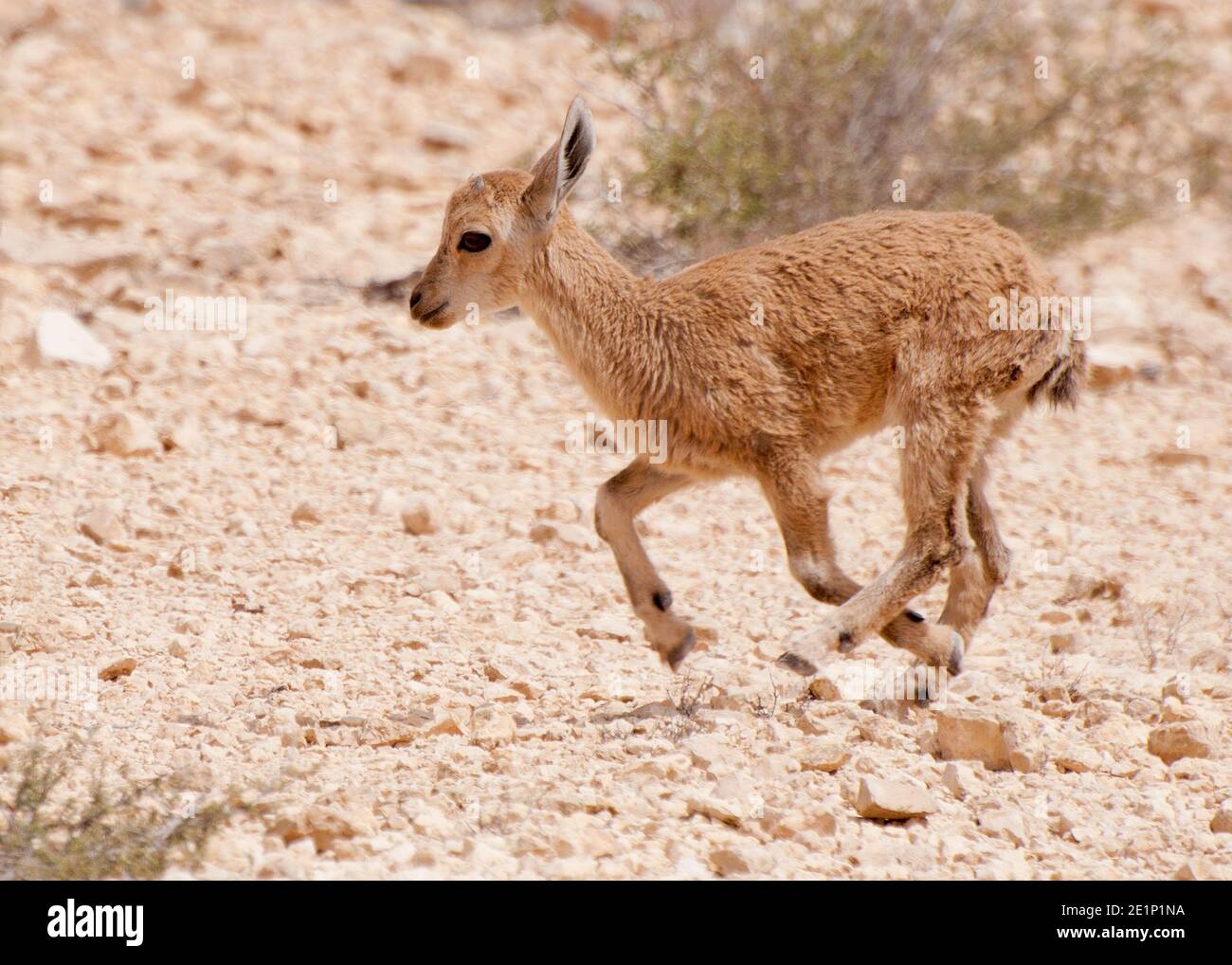 Nubian Ibex, Young Stock Photo