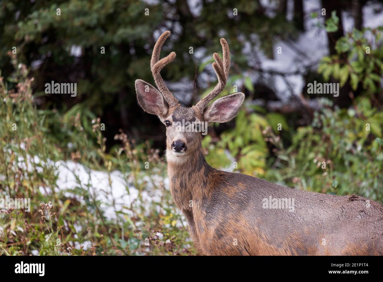 Mule Deer buck (Odocoileus hemionus) with velvet antlers in Telluride, Colorado Stock Photo