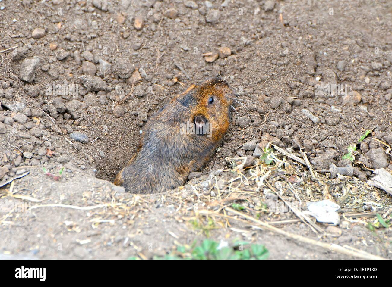 Gopher teeth hires stock photography and images Alamy