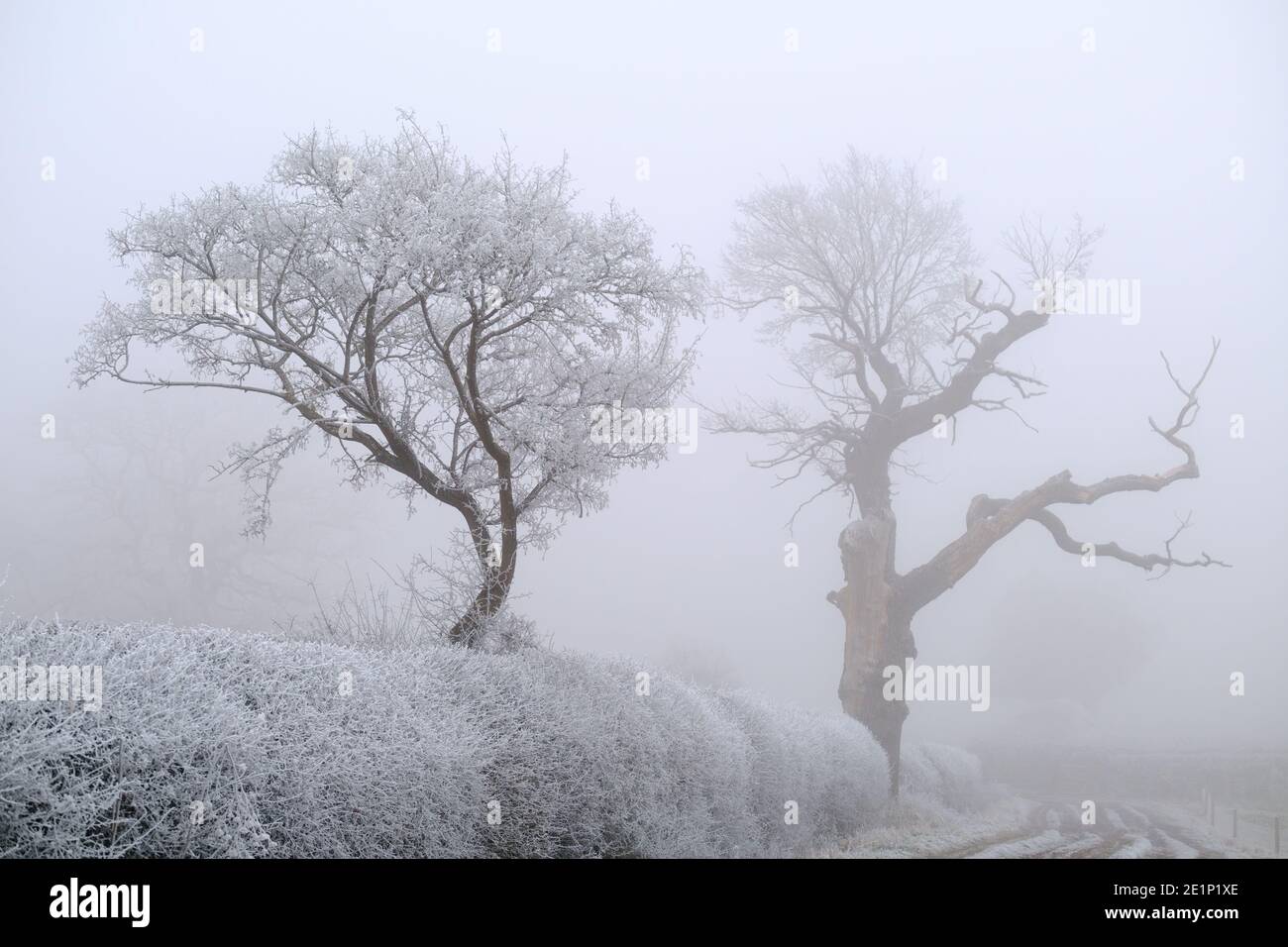 Trees & hedge covered in hoar frost on a foggy day. Stock Photo