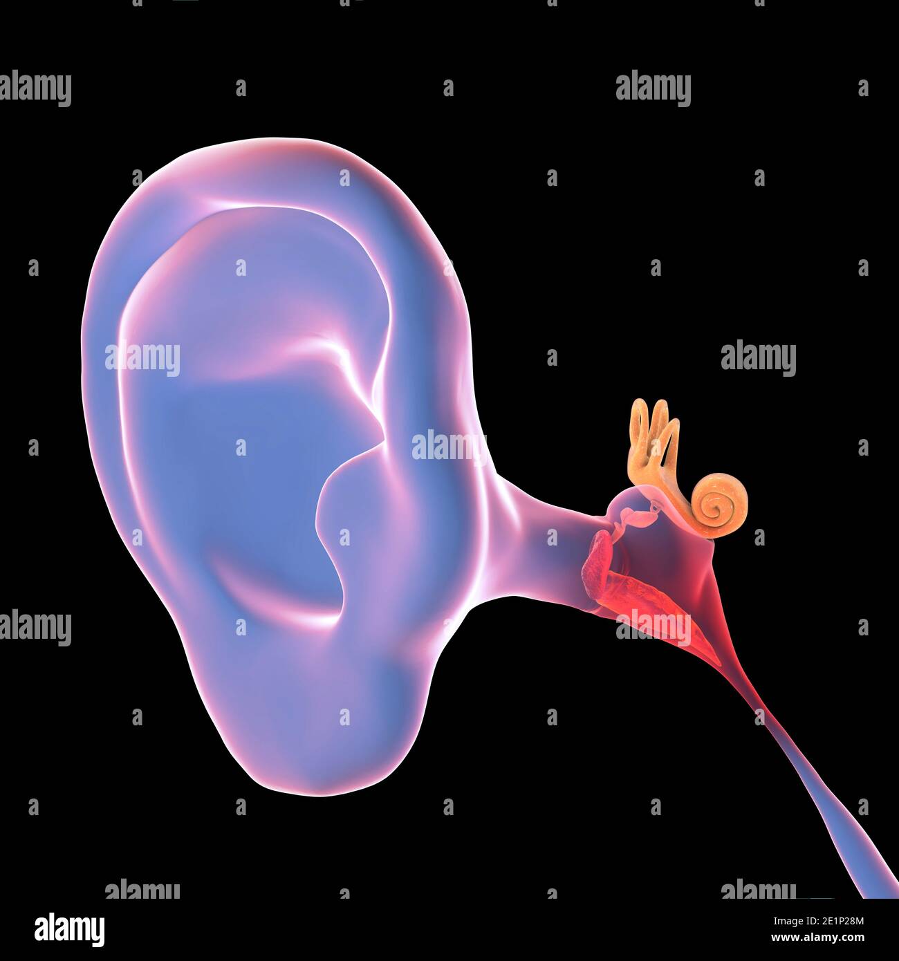 Otitis media ear infection, illustration Stock Photo Alamy