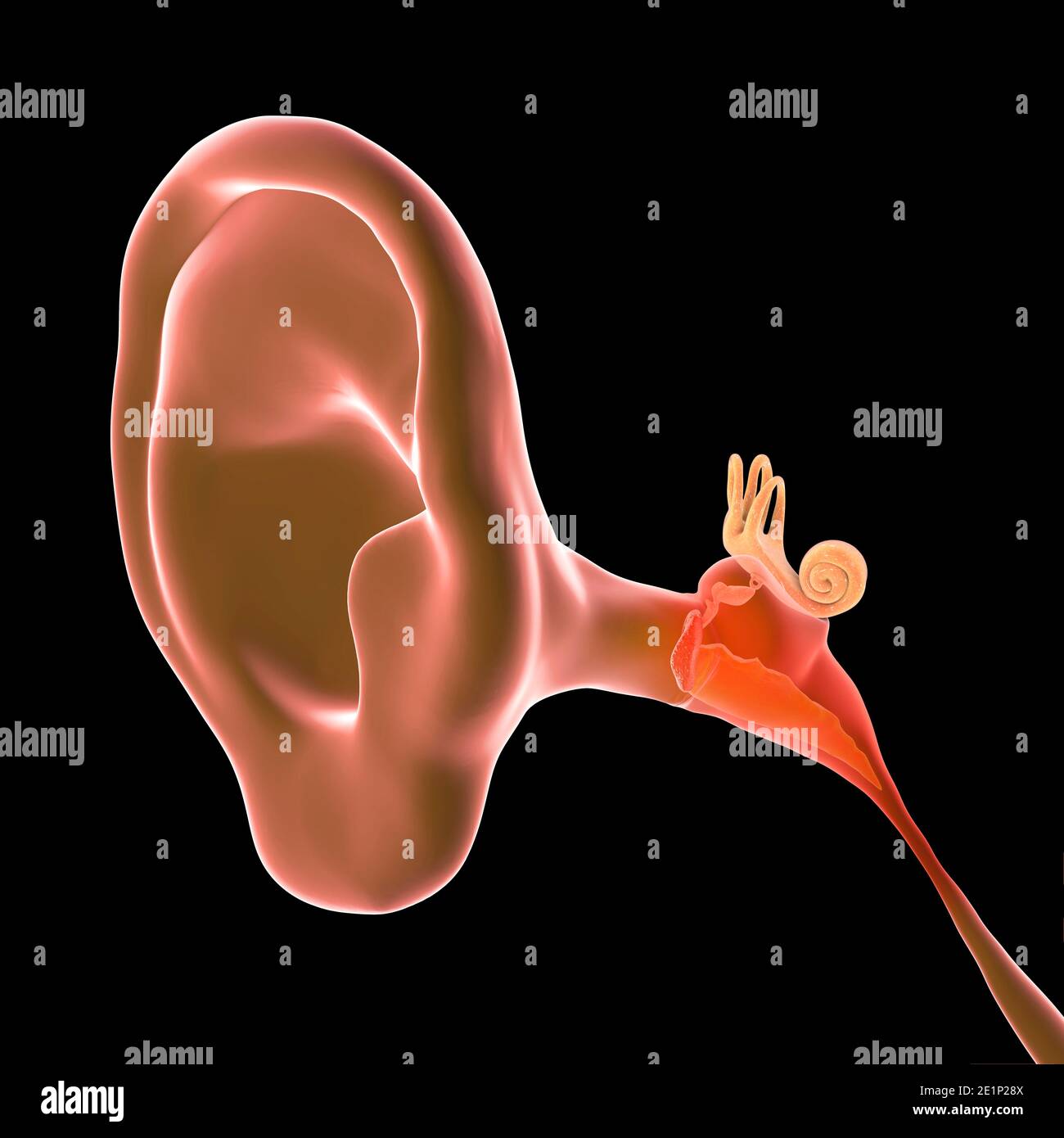 Otitis media ear infection, illustration Stock Photo Alamy
