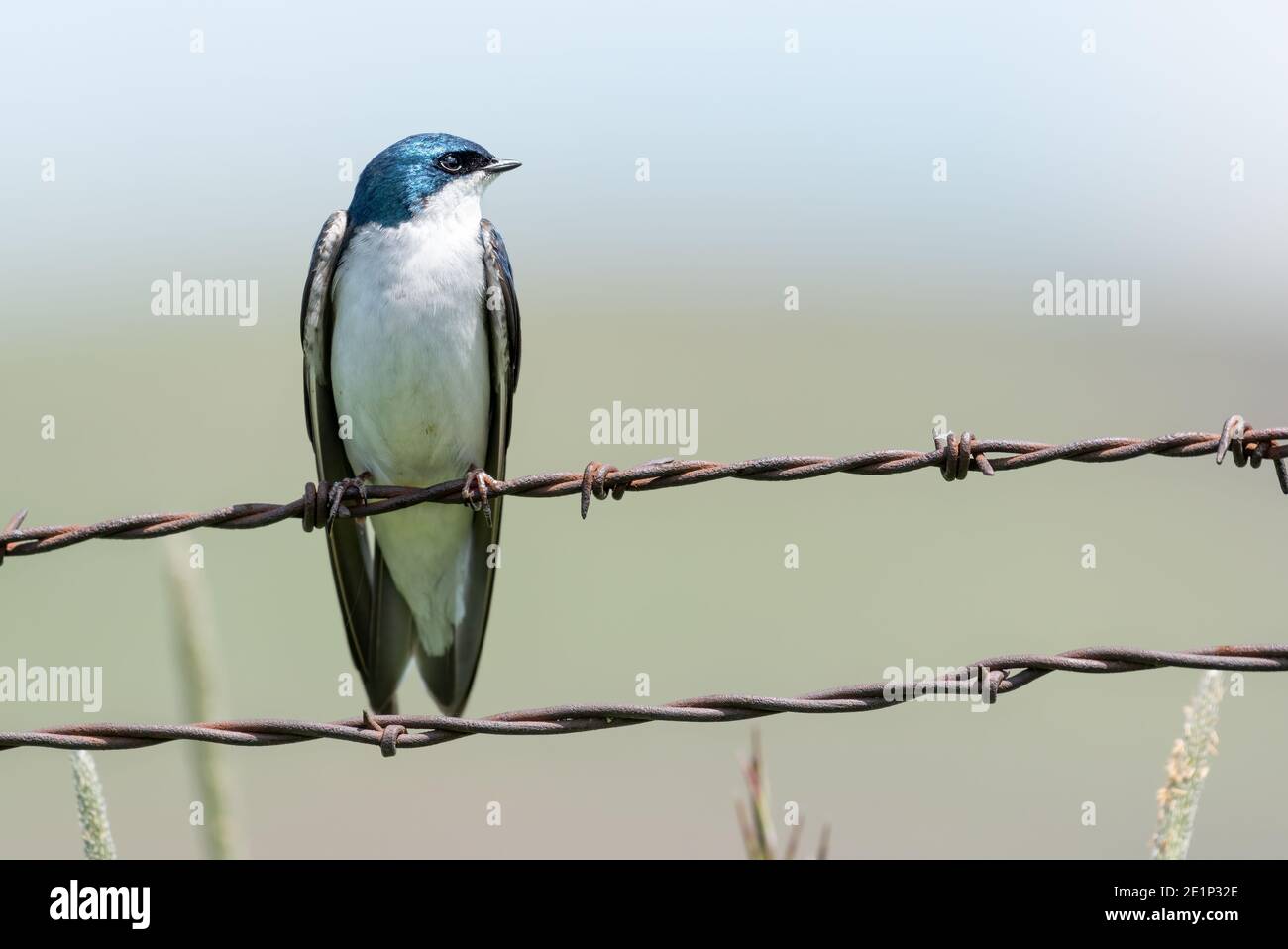 Tree swallow (Tachycineta bicolor) on a fence, Wallowa Valley, Oregon. Stock Photo