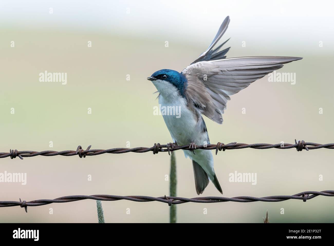Tree swallow (Tachycineta bicolor) on a fence, Wallowa Valley, Oregon. Stock Photo