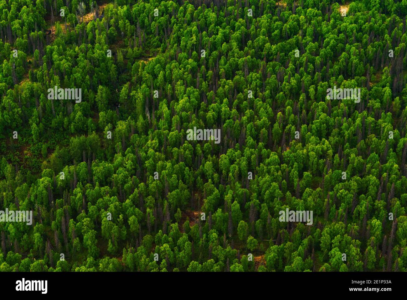 Aerial view of green trees in Alaska Stock Photo