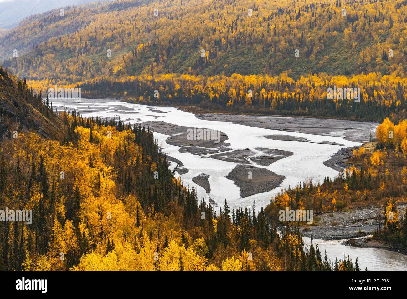 Yellow birch trees with braided river in fall in Alaska Stock Photo