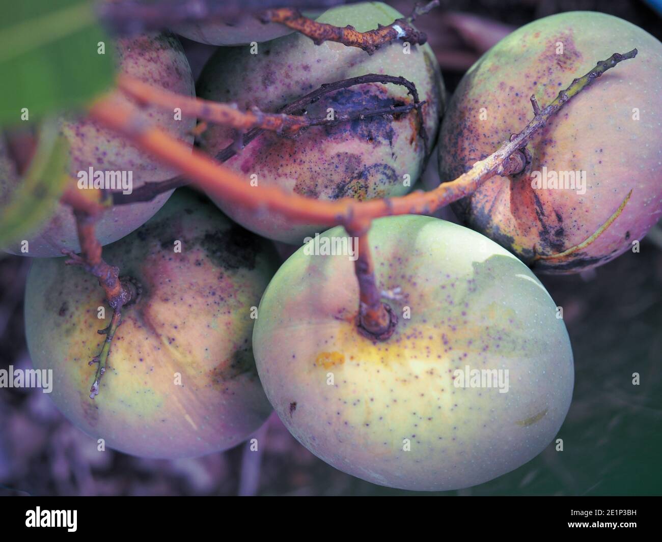 Mangoes ripening on a Mango tree with sticky sap on them, perspective