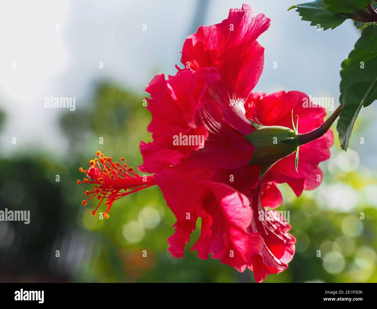 A Bright Crimson Red pink double Hibiscus plant Flower, 'Hiawatha', colour glowing vibrantly,  in bloom, Summer, blurred coastal Garden background Stock Photo