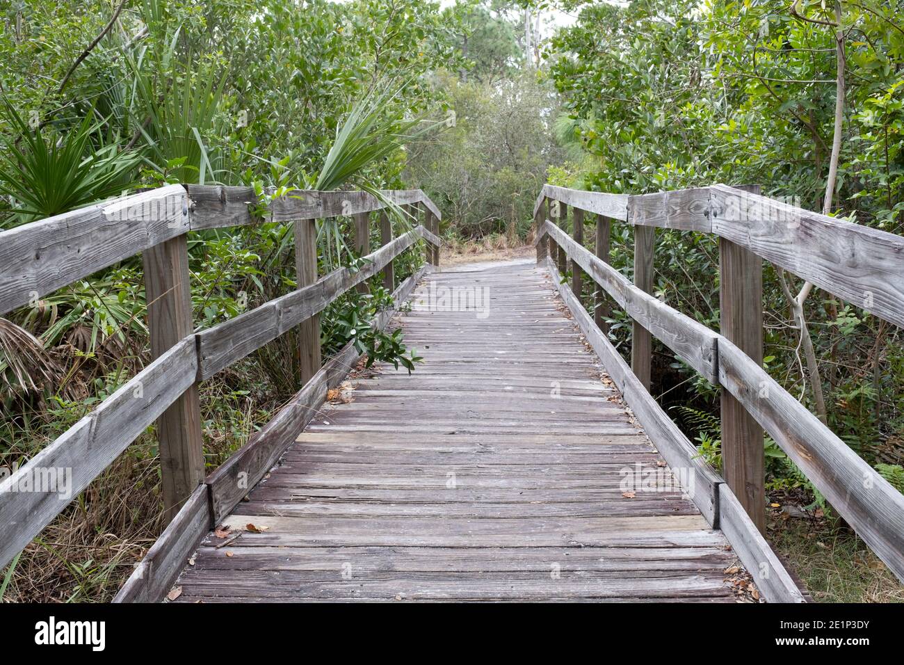 Boardwalk at Key Vista Nature Park Holiday Florida Stock Photo Alamy
