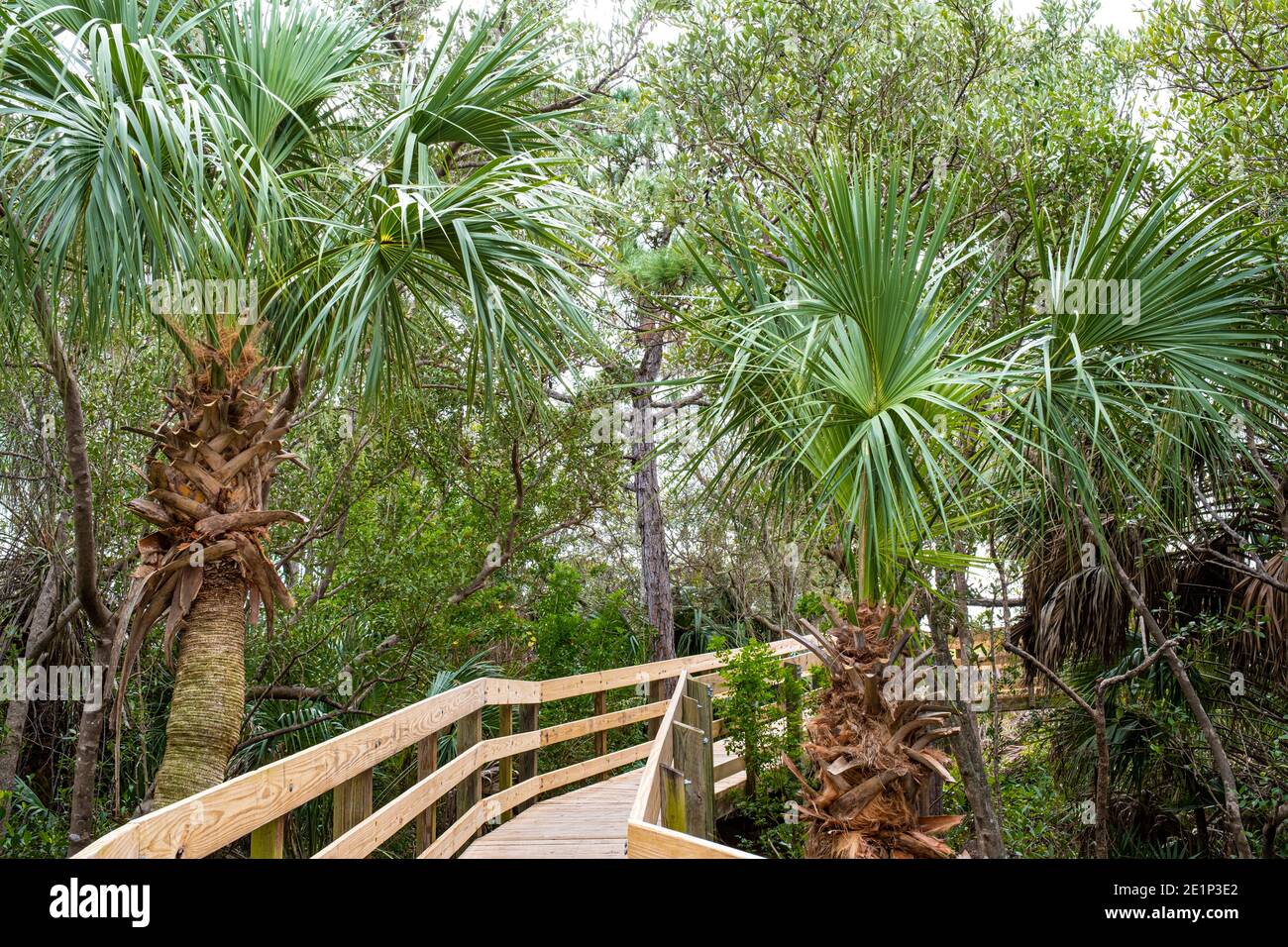 Boardwalk at Key Vista Nature Park - Holiday Florida Stock Photo