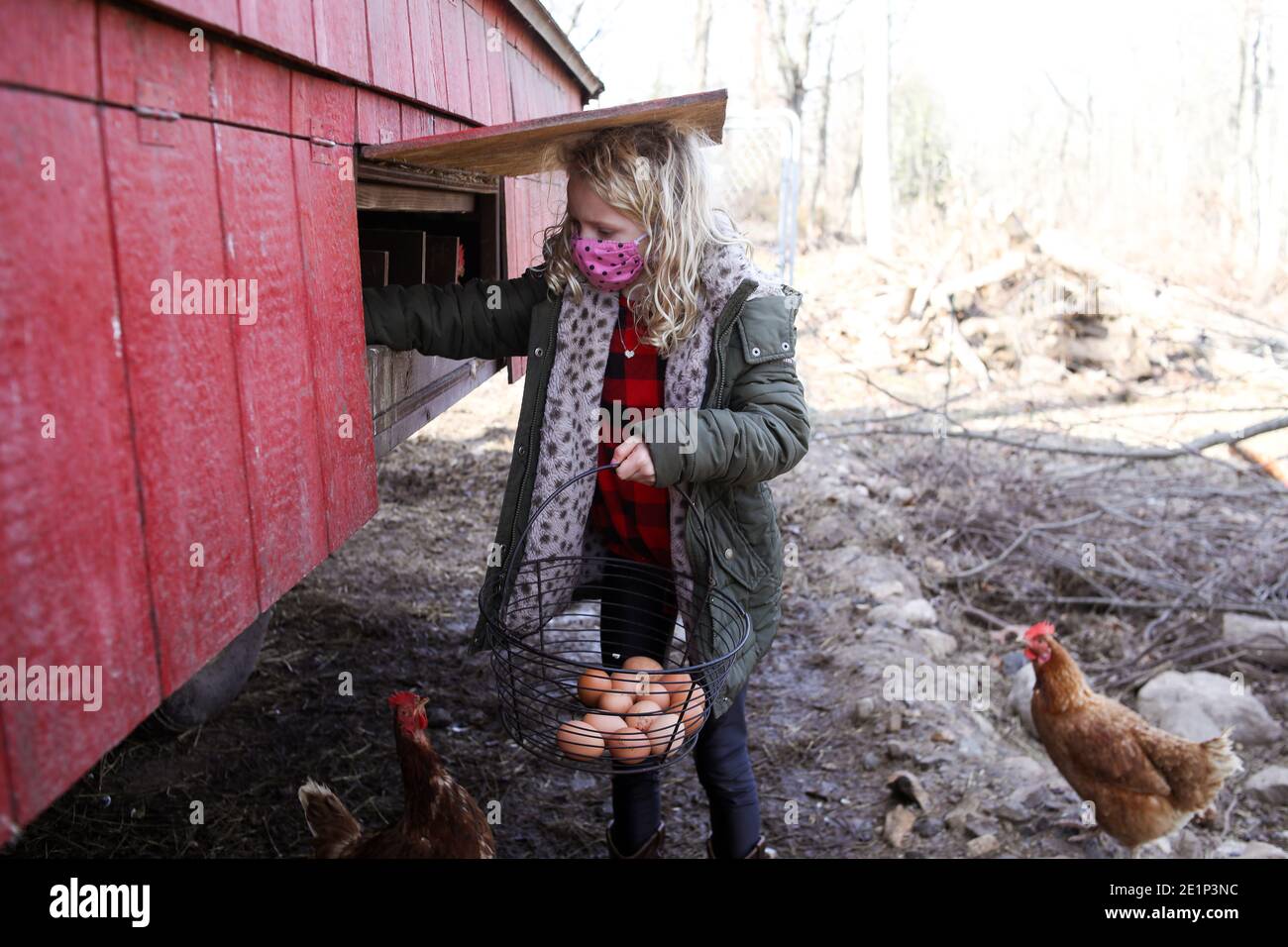 Girl wearing mask collecting eggs from henhouse outside in fall Stock Photo