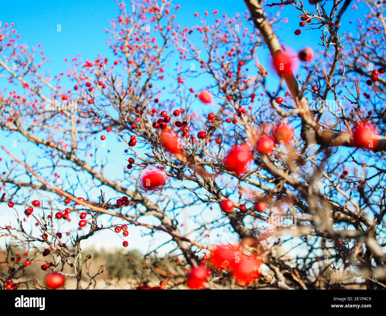 Red berries on a tree against a blue sky Stock Photo