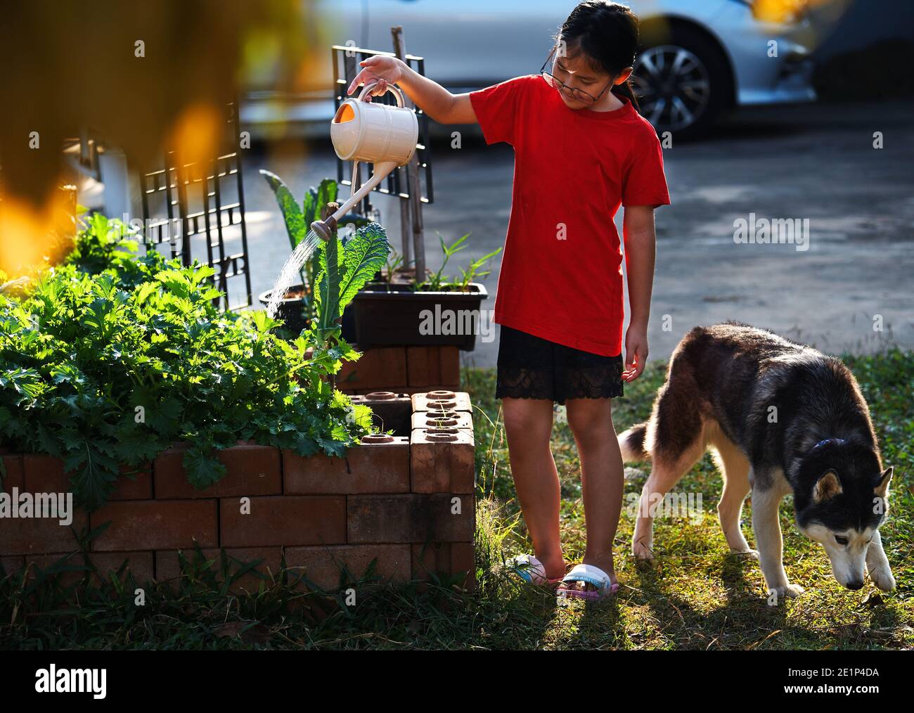 A girl is watering her homegrown vegetables in the yard Stock Photo
