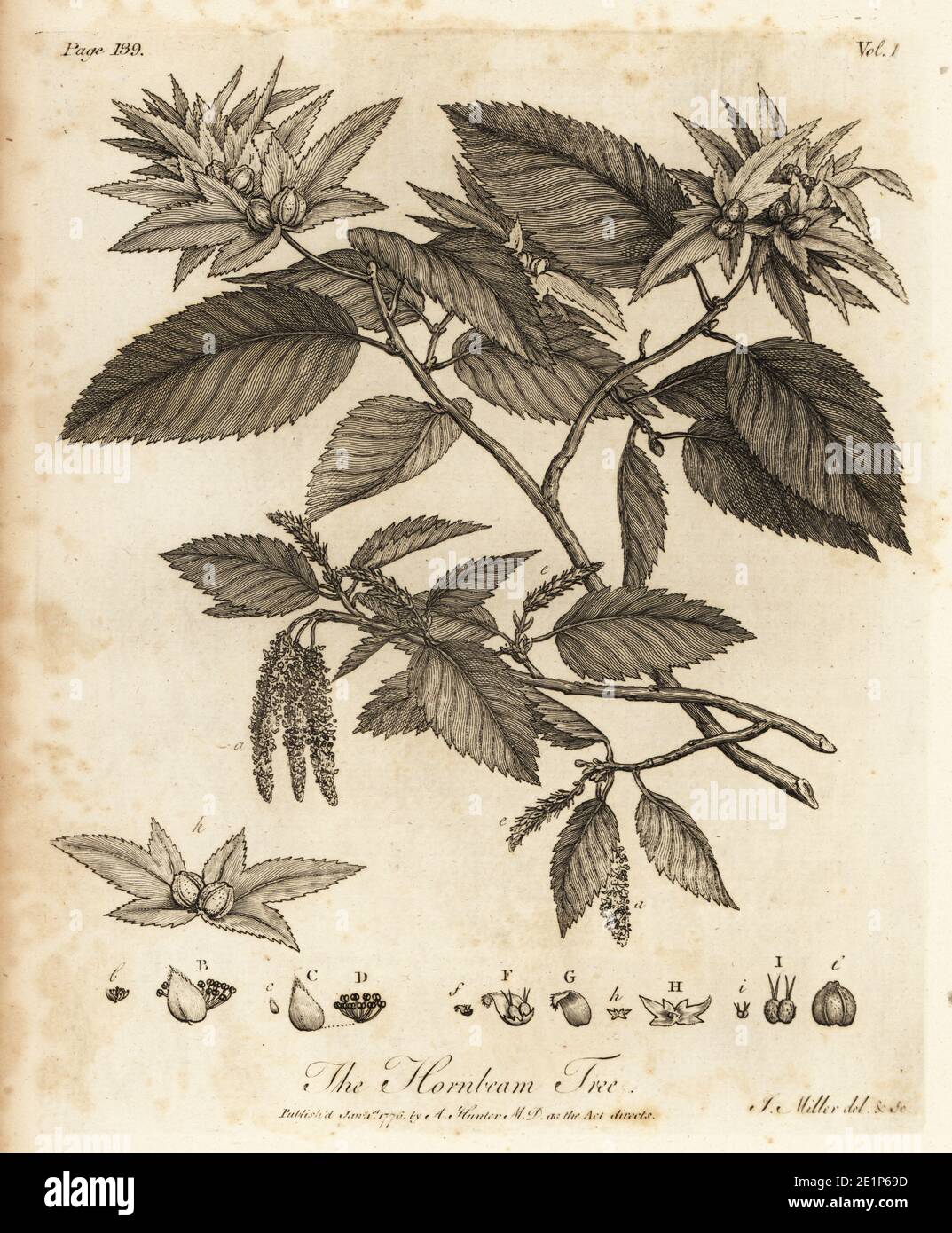 Hornbeam tree with male and female catkins, Carpinus betulus. Copperplate engraving drawn and engraved by John Miller (Johann Sebastian Muller) from John Evelyn’s Sylva, or A Discourse of Forest Trees and the Propagation of Timer, J. Dodsley, London, 1776. Stock Photo
