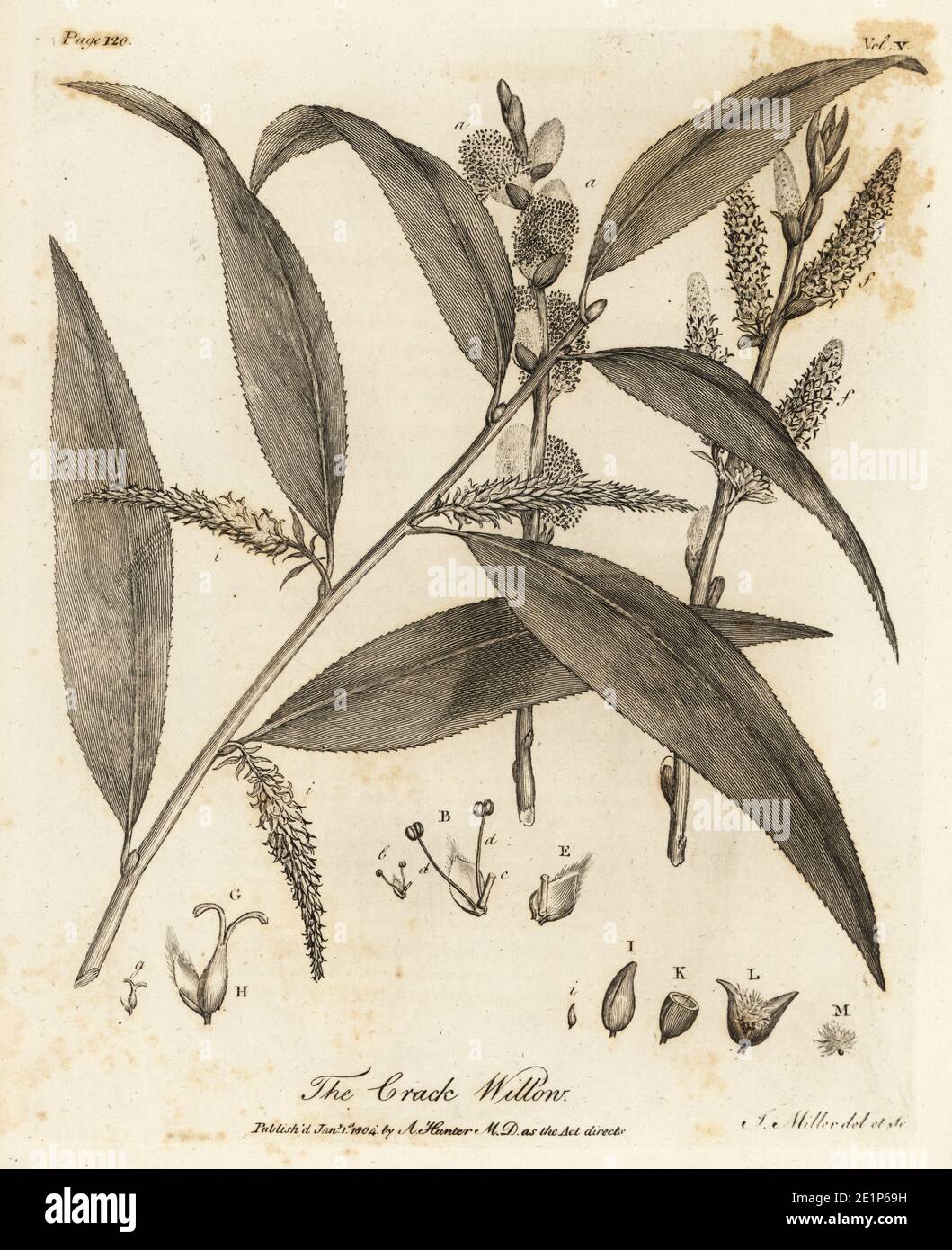 Crack willow or brittle willow, Salix fragilis. Copperplate engraving drawn and engraved by John Miller (Johann Sebastian Muller) from John Evelyn’s Sylva, or A Discourse of Forest Trees and the Propagation of Timer, J. Dodsley, London, 1776. Stock Photo