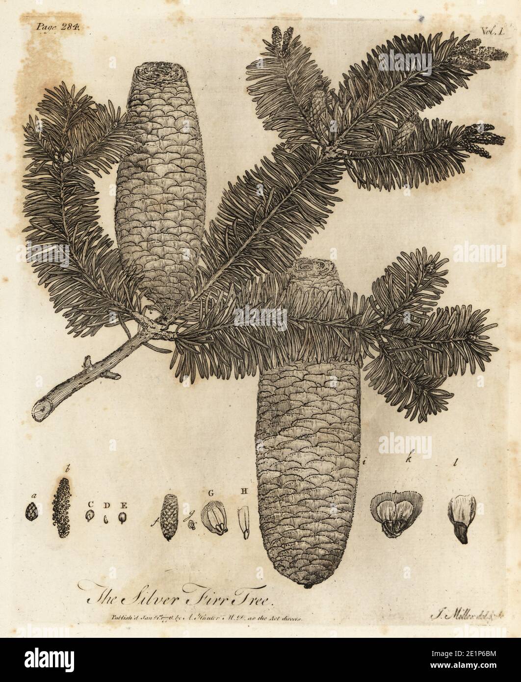 European silver fir, Abies alba. Silver Fir Tree, Pinus picea. Copperplate engraving drawn and engraved by John Miller (Johann Sebastian Muller) from John Evelyn’s Sylva, or A Discourse of Forest Trees and the Propagation of Timer, J. Dodsley, London, 1776. Stock Photo