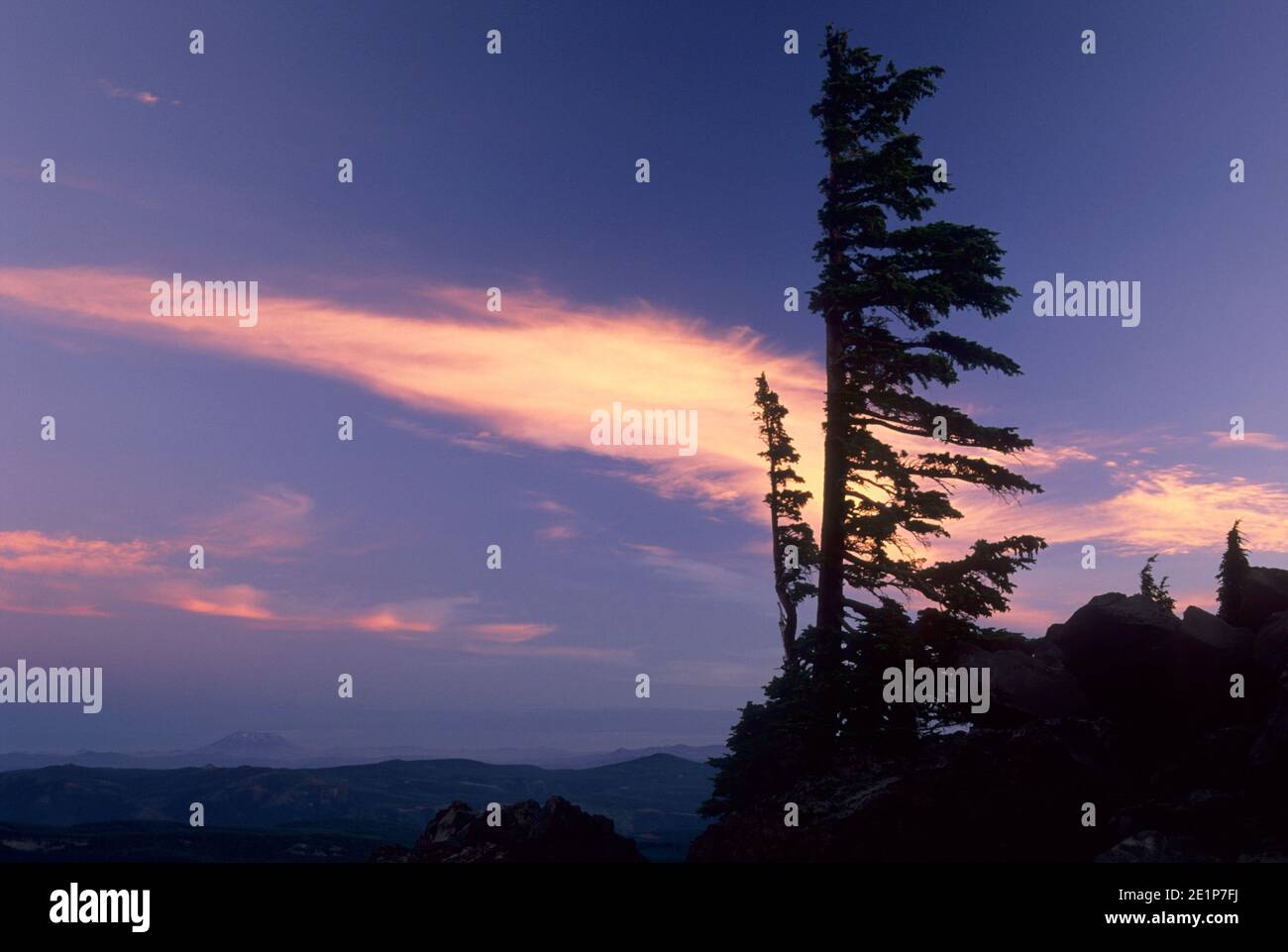 Mountain hemlock sunrise at Cloud Cap, Mt Hood National Forest, Oregon Stock Photo