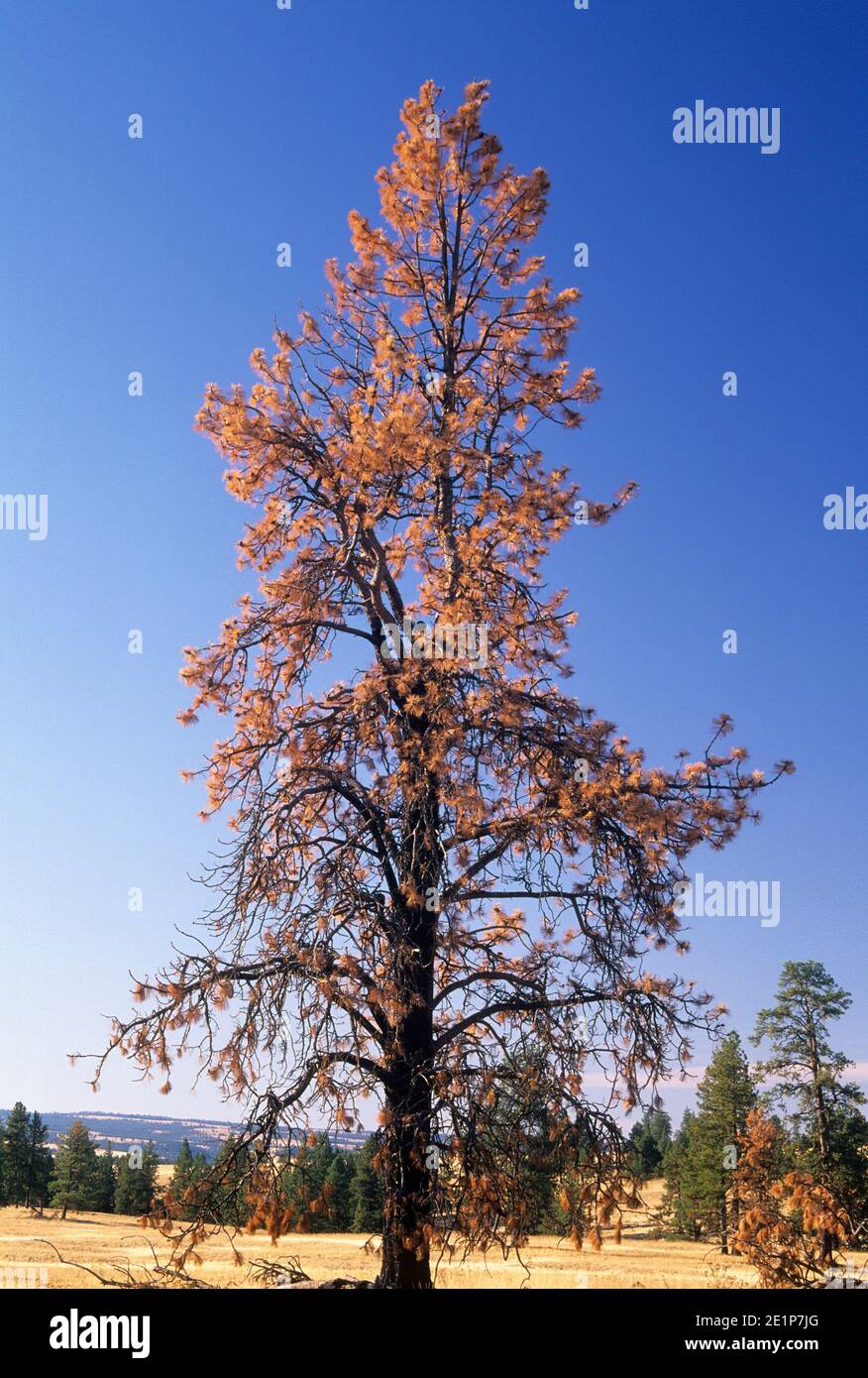 Ponderosa pine (Pinus ponderosa), Bridge Creek Wildlife Area, Blue