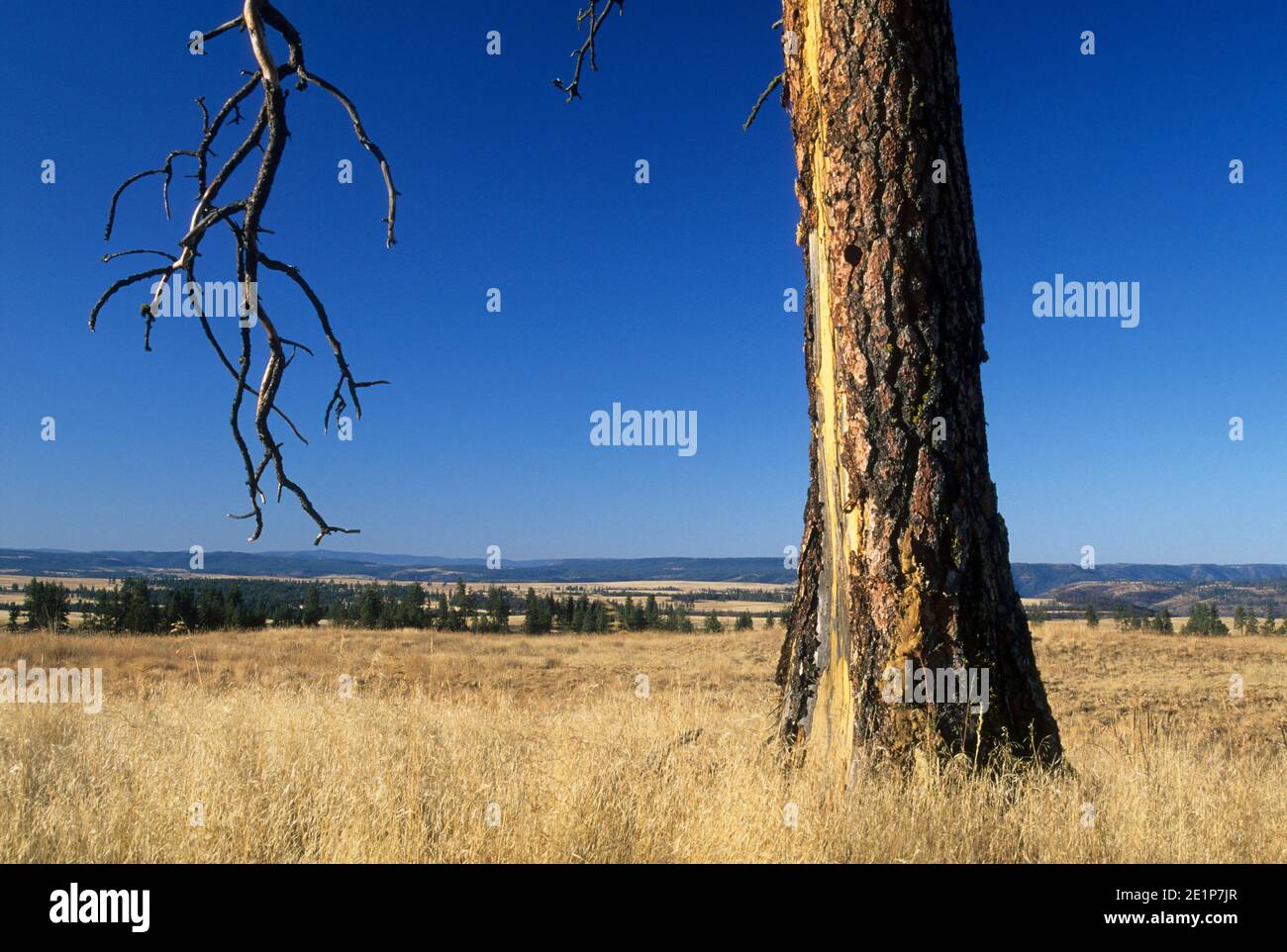 Grassland with ponderosa pine (Pinus ponderosa), Bridge Creek Wildlife Area, Blue Mountain