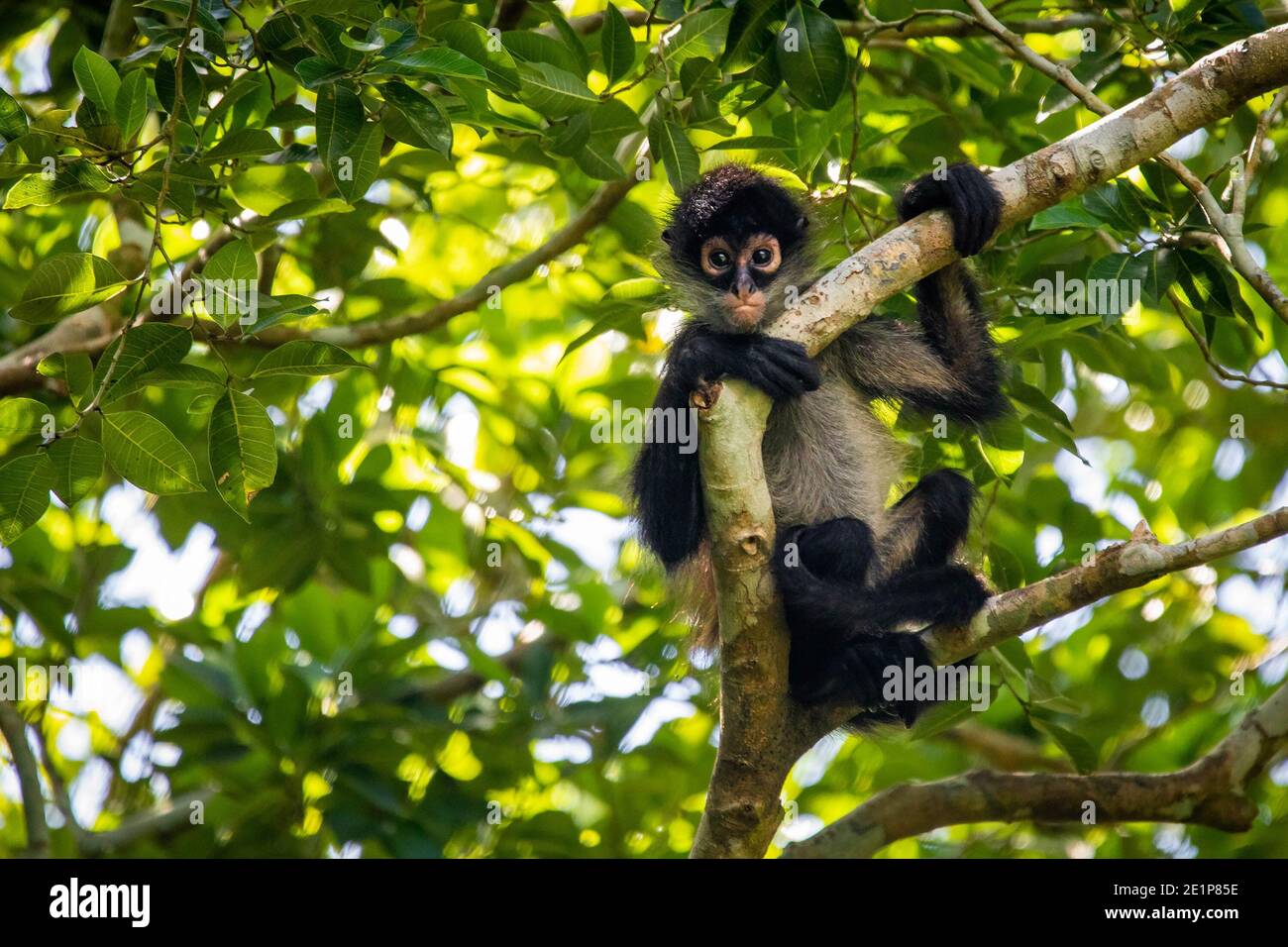 Cute adorable spider monkey close up natural habitat in jungle on the tree Stock Photo
