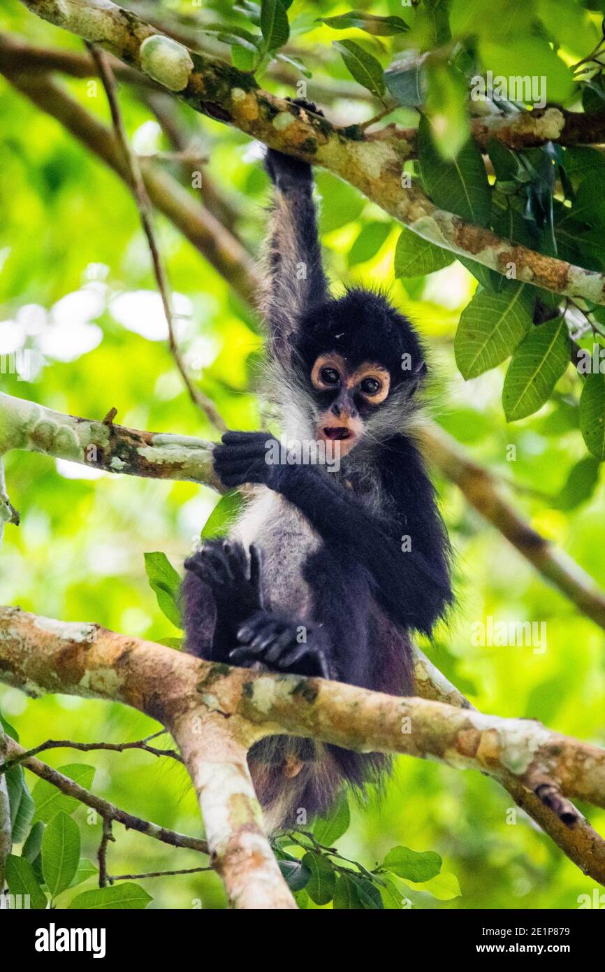 Spider Monkey Predators