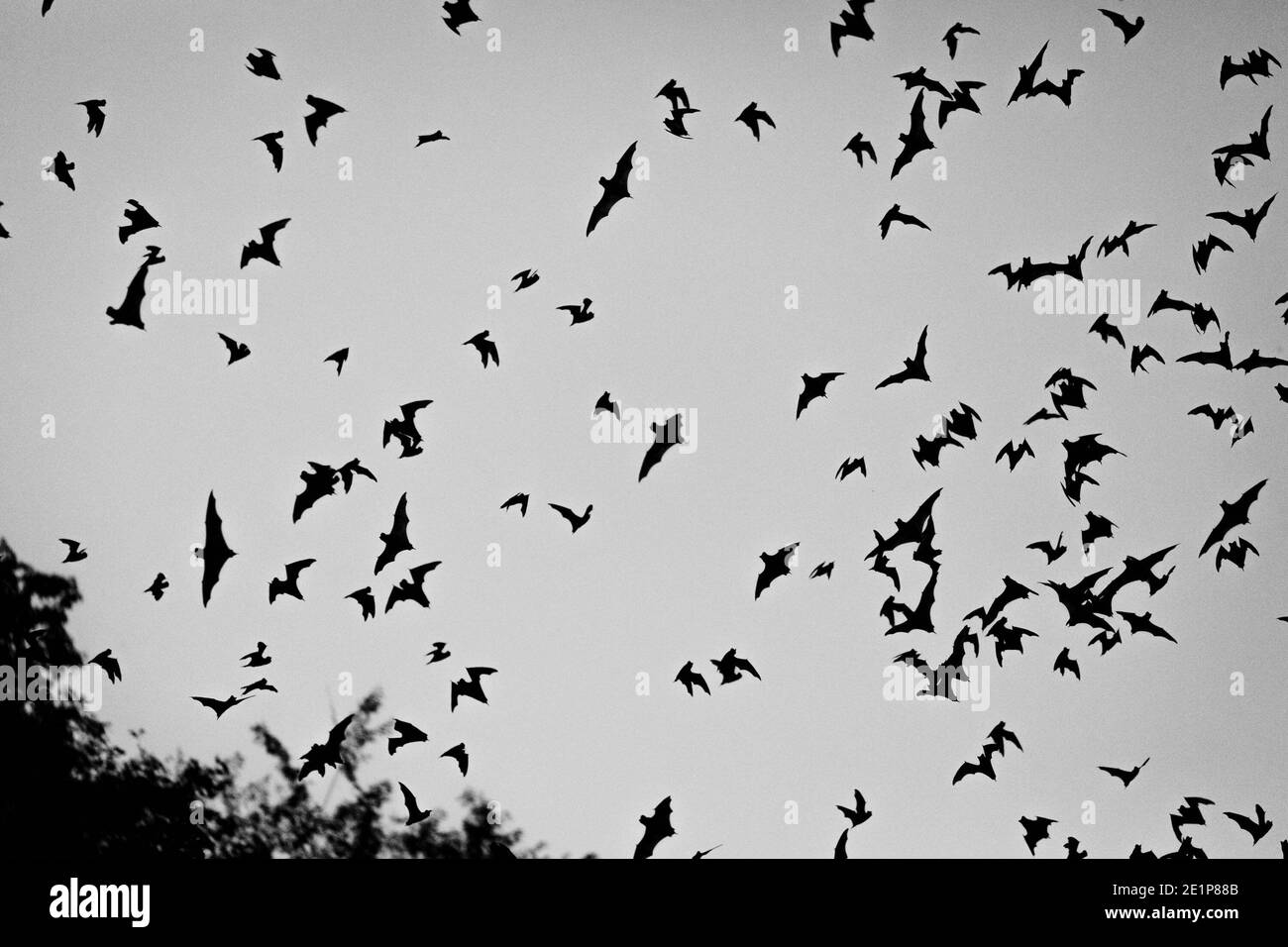 Bats in the air at Zotz Bats cave local tourist attraction in Calakmul, Mexico at dawn Stock Photo
