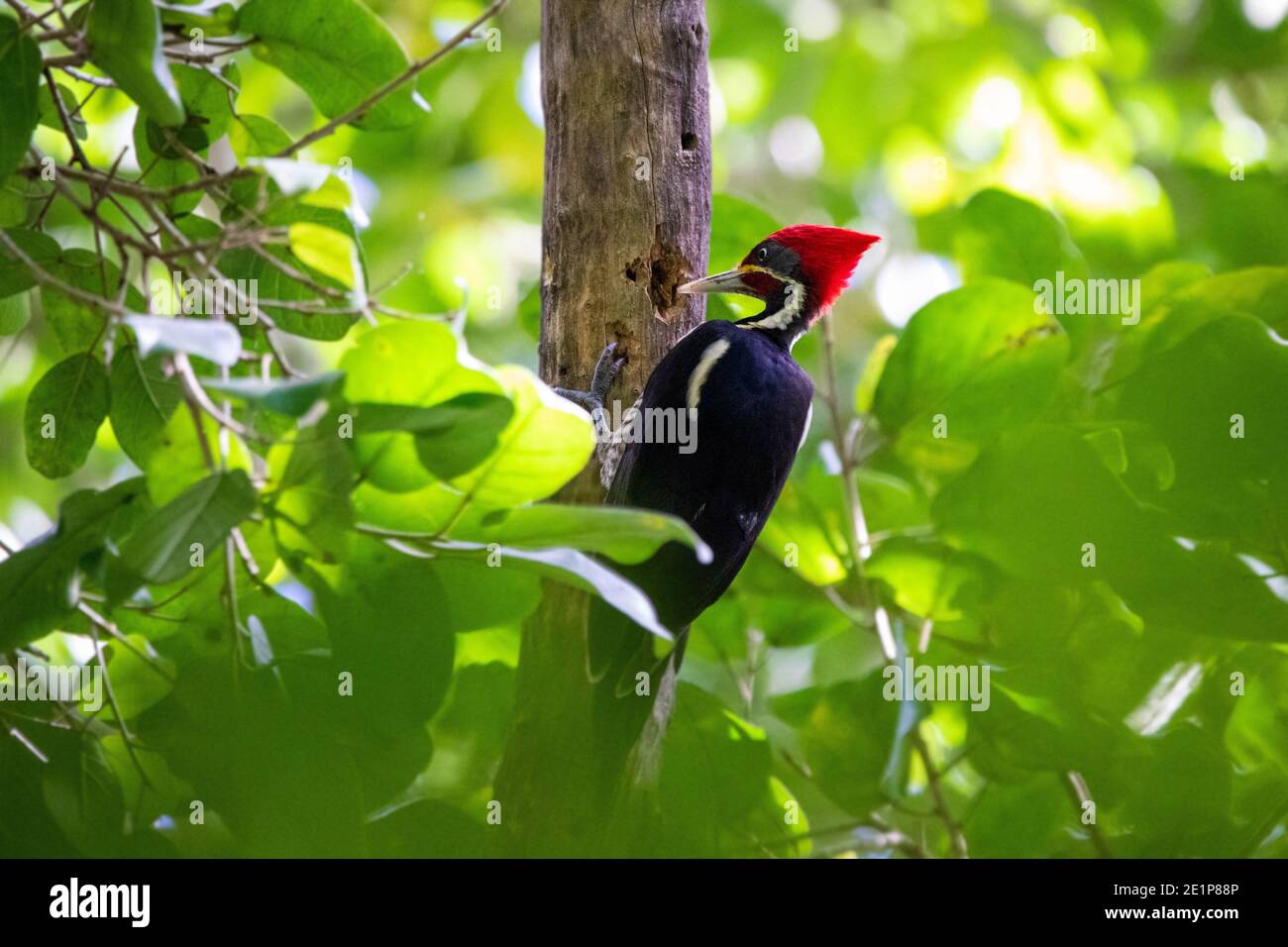 Close up pileated woodpecker portrait making tree hollow summer day Stock Photo