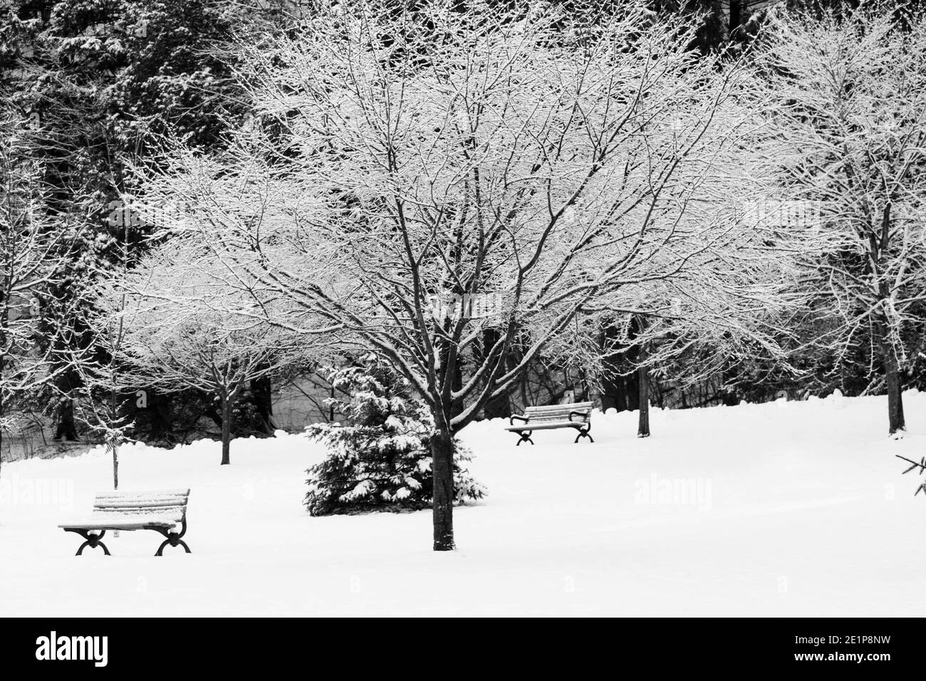 two snow covered benches and a snow covered tree Stock Photo