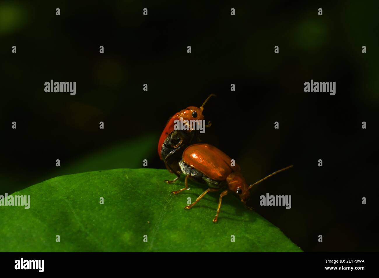 Pumpkin beetles mating Stock Photo Alamy