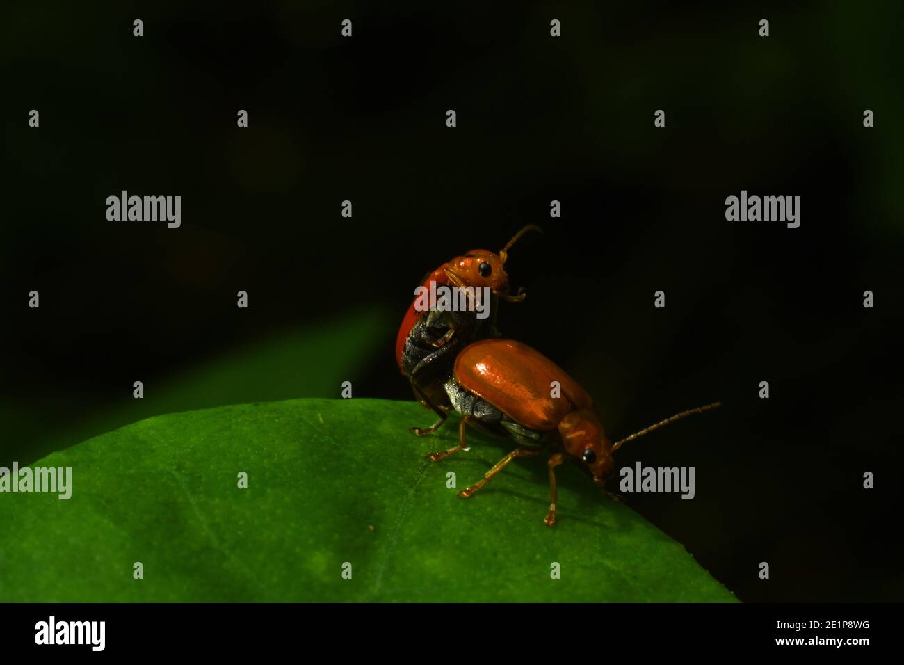 Pumpkin beetles mating Stock Photo Alamy