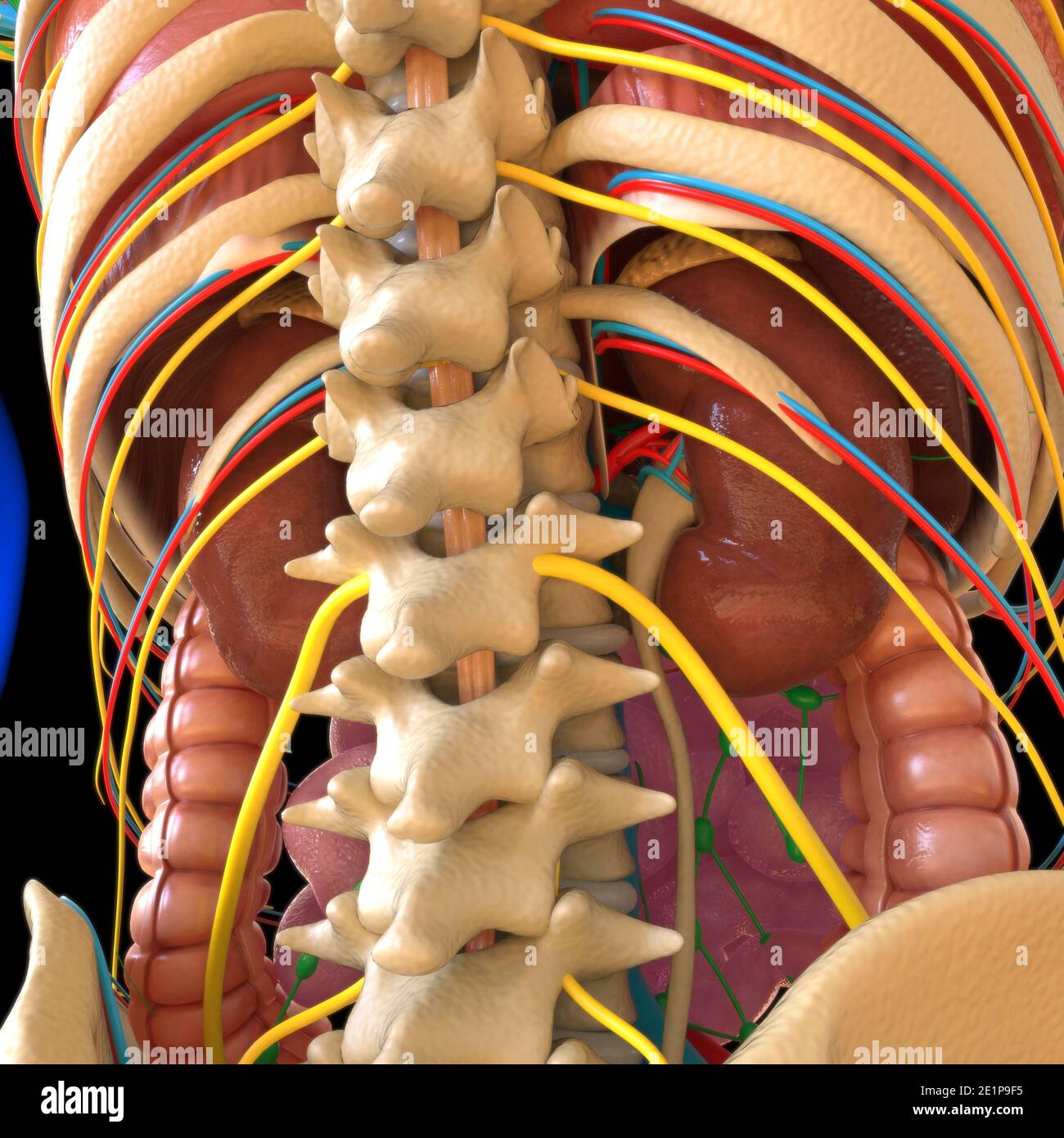 Rib Cage Heart Lungs High Resolution Stock Photography And Images Alamy